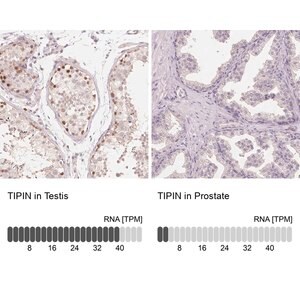 Merck Anti-TIPIN antibody produced in rabbit