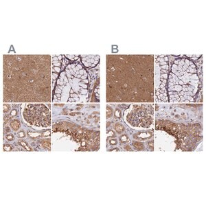 Merck Anti-DCTN2 antibody produced in rabbit