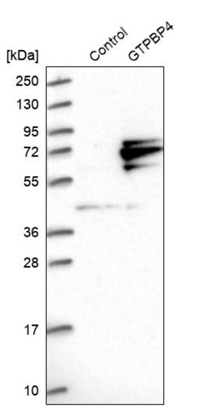 Merck Anti-GTPBP4 antibody produced in rabbit