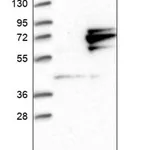 Merck Anti-GTPBP4 antibody produced in rabbit