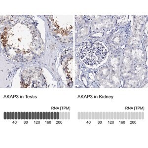 Merck Anti-AKAP3 antibody produced in rabbit