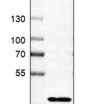 Merck Anti-MFSD5 antibody produced in rabbit