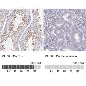 Merck Anti-GLIPR1L2 antibody produced in rabbit