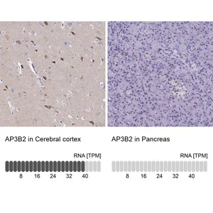 Merck Anti-AP3B2 antibody produced in rabbit