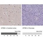 Merck Anti-AP3B2 antibody produced in rabbit