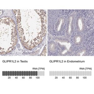 Merck Anti-GLIPR1L2 antibody produced in rabbit