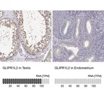 Merck Anti-GLIPR1L2 antibody produced in rabbit