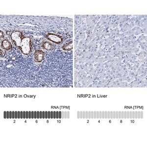 Merck Anti-NRIP2 antibody produced in rabbit