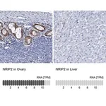 Merck Anti-NRIP2 antibody produced in rabbit