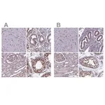 Merck Anti-MPHOSPH8 antibody produced in rabbit
