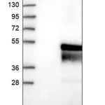 Merck Anti-C11orf57 antibody produced in rabbit