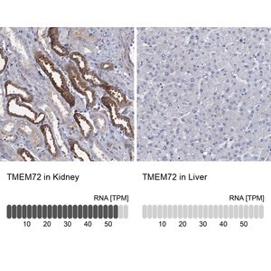 Merck Anti-TMEM72 antibody produced in rabbit
