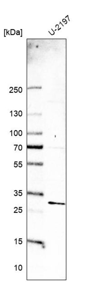 Merck Anti-MED19 antibody produced in rabbit