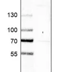 Merck Anti-MED19 antibody produced in rabbit