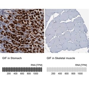 Merck Anti-GIF antibody produced in rabbit