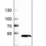 Merck Anti-CLYBL antibody produced in rabbit