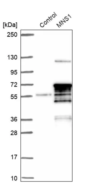Merck Anti-MNS1 antibody produced in rabbit