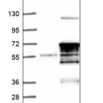 Merck Anti-MNS1 antibody produced in rabbit