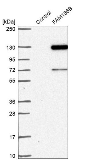 Merck Anti-FAM186B antibody produced in rabbit