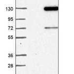 Merck Anti-FAM186B antibody produced in rabbit