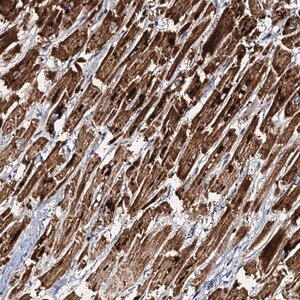 Merck Anti-NDUFA12 antibody produced in rabbit