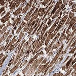 Merck Anti-NDUFA12 antibody produced in rabbit