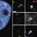 Merck Anti-CPSF6 antibody produced in rabbit