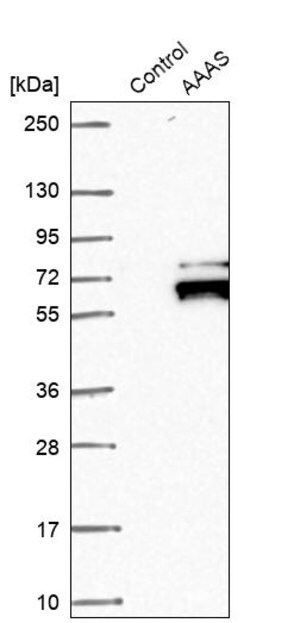 Merck Anti-AAAS antibody produced in rabbit