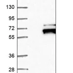 Merck Anti-AAAS antibody produced in rabbit