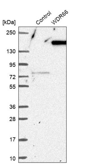 Merck Anti-WDR66 antibody produced in rabbit