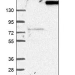 Merck Anti-WDR66 antibody produced in rabbit