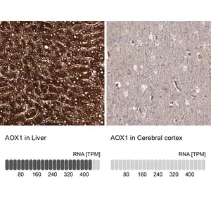 Merck Anti-AOX1 antibody produced in rabbit