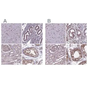 Merck Anti-MPHOSPH8 antibody produced in rabbit