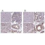Merck Anti-MPHOSPH8 antibody produced in rabbit