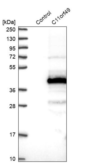 Merck Anti-C11orf49 antibody produced in rabbit