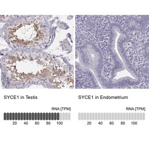 Merck Anti-SYCE1 antibody produced in rabbit