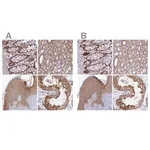 Merck Anti-WDR61 antibody produced in rabbit