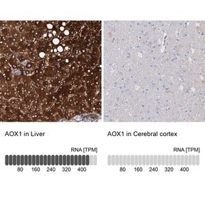 Merck Anti-AOX1 antibody produced in rabbit