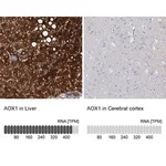 Merck Anti-AOX1 antibody produced in rabbit