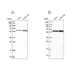 Merck Anti-INTS14 antibody produced in rabbit