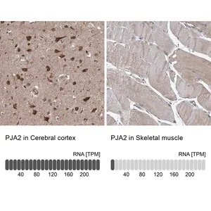 Merck Anti-PJA2 antibody produced in rabbit