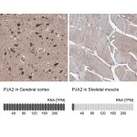Merck Anti-PJA2 antibody produced in rabbit