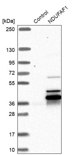 Merck Anti-NDUFAF1 antibody produced in rabbit