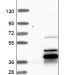 Merck Anti-NDUFAF1 antibody produced in rabbit