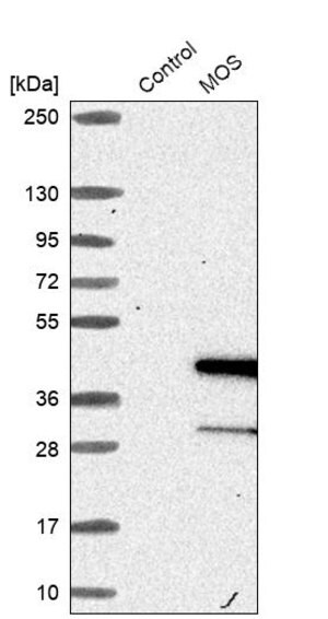 Merck Anti-MOS antibody produced in rabbit