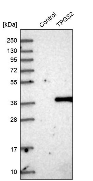 Merck Anti-TPGS2 antibody produced in rabbit