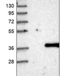 Merck Anti-TPGS2 antibody produced in rabbit