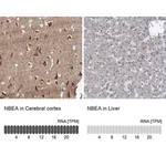Merck Anti-NBEA antibody produced in rabbit