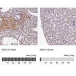 Merck Anti-ADO antibody produced in rabbit