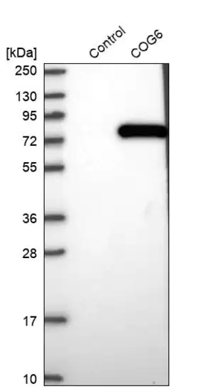 Merck Anti-COG6 antibody produced in rabbit